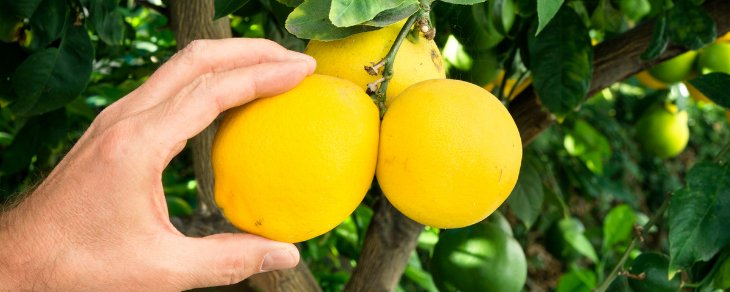 Hvornår kan man plukke citroner? Her er det perfekte tidspunkt