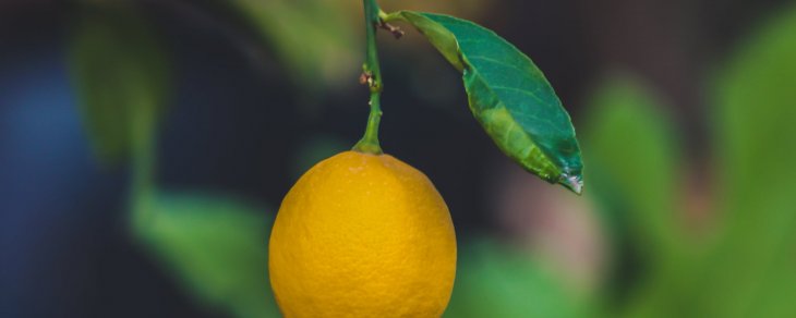 Hvornår kan man sætte citrontræ ud?