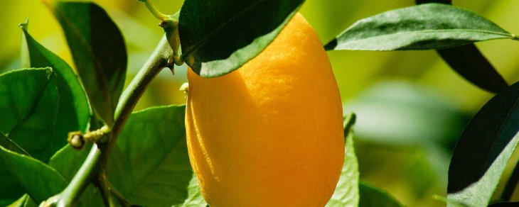 Hvor meget vand skal et citrontræ have?