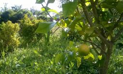 Hvordan planter man citrontræ? Sådan gør du