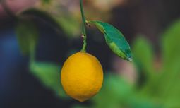 Hvornår kan man sætte citrontræ ud?