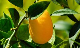 Hvor meget vand skal et citrontræ have?